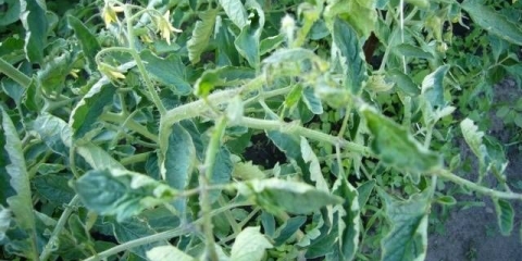 Šta učiniti ako se listovi paradajza savijaju u čamcu